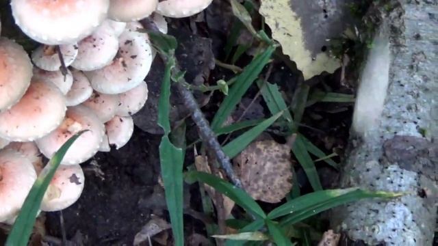 Ложные опята. Как растут. Лес. Грибы. смотреть онлайн