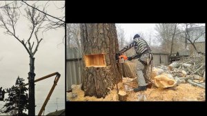 Спил громадного тополя за 5 минут