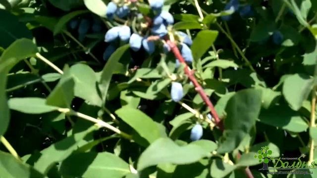 Жимолость в Оренбуржье 2020 смотреть онлайн