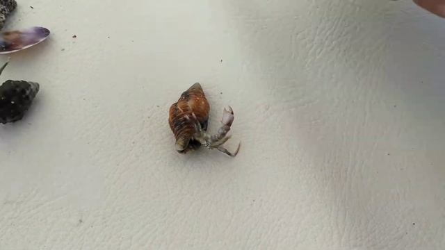 Маленькие крабики..)) смотреть онлайн