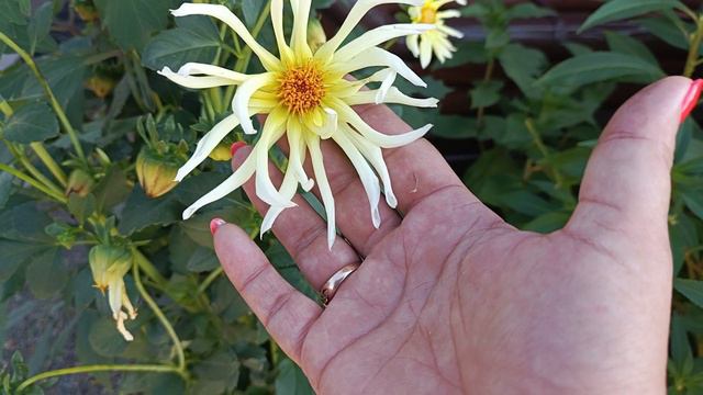 Обзор🌺 мои цветочки😊 гортензии набирают цвет. 24 августа 24г смотреть онлайн