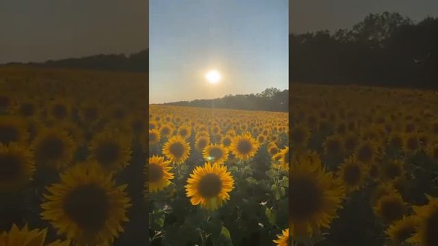 11 августа 2023 г. смотреть онлайн