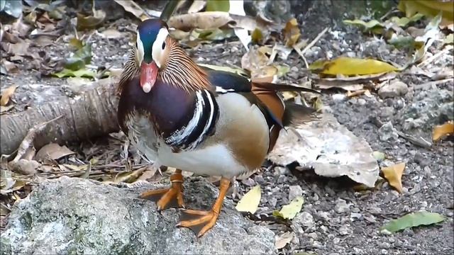 Мандаринка и интересные факты о ней смотреть онлайн