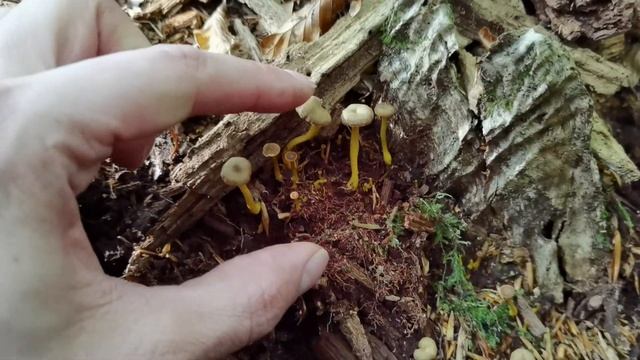 En hayedos también se coge la exquisita angula de monte o trompeta amarilla. Craterellus tubaeformi смотреть онлайн