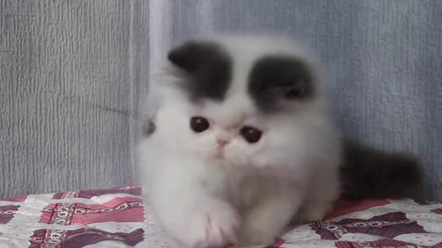 персидский голубой ван - хаппи8