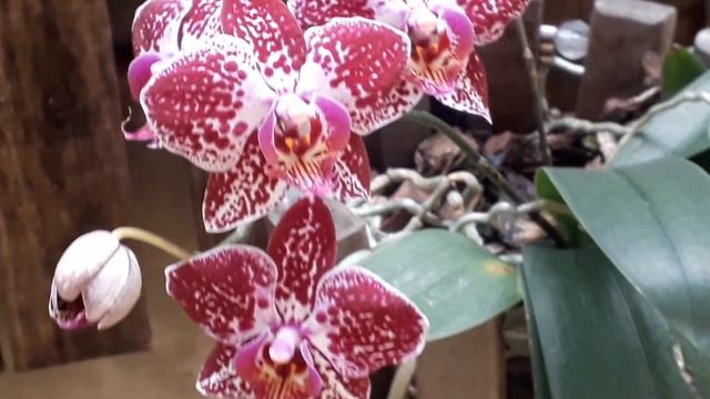 Mini Phalaenopsis смотреть онлайн