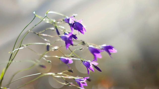 ♫. «Прощайте, голуби»,1960 - Валентина Дворянинова,, муз. Марка Фрадкина, сл. Михаила Матусовского смотреть онлайн