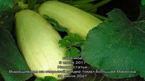 Сорта кабачков для длительного хранения с фото и описанием