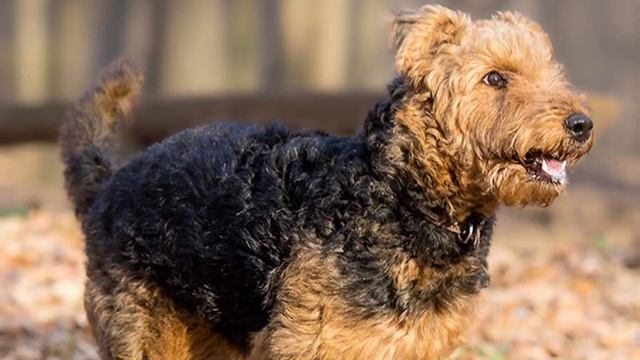7 Reasons You SHOULD NOT Get a Airedale Terrier смотреть онлайн