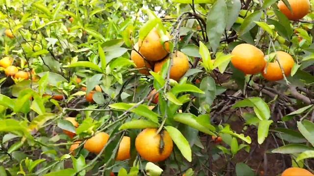 Как правильно рвать мандарины и апельсины. | Испанские мандарины. | Мандарины в Испании смотреть онлайн