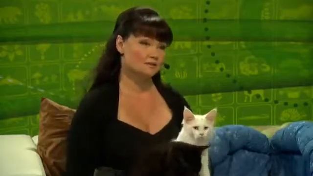 Мейн Кун. Особенности содержания и ухода смотреть онлайн