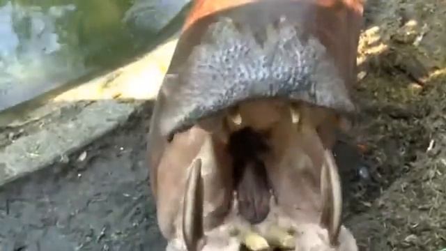 ОЧЕНЬ ОГРОМНАЯ Пасть бегемота - Mouth of a hippopotamus смотреть онлайн