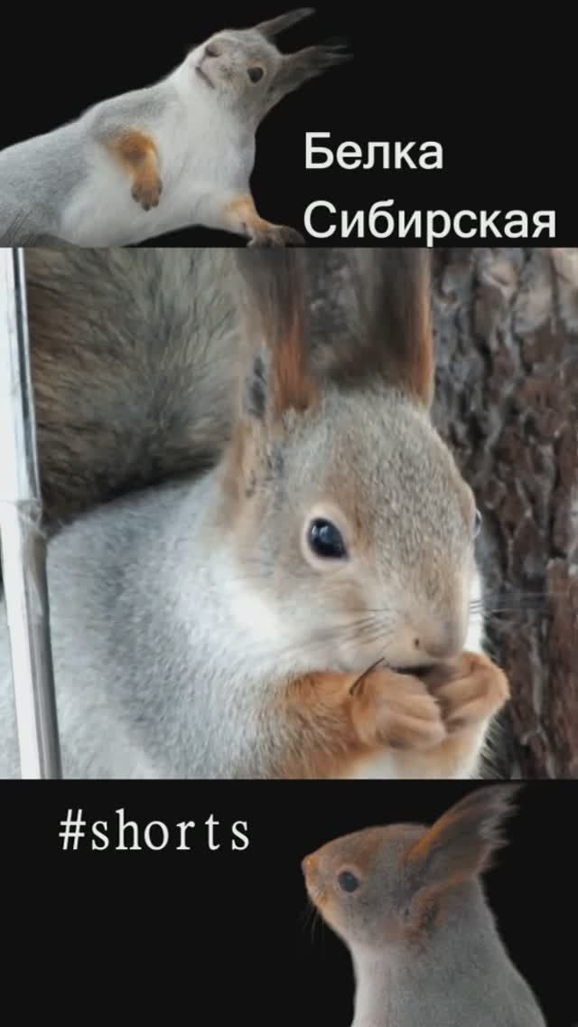 #shorts Белка смотрит по сторонам