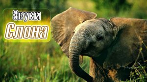 Слон трубит в хобот | Звуки Слона | Какие звуки издают слоны