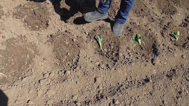 Высадка семян и рассады капусты в открытый грунт смотреть онлайн