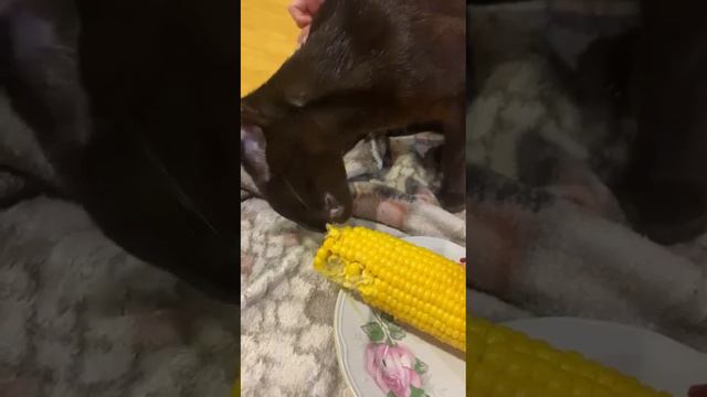 кошка 🐱 ест кукурузу смотреть онлайн