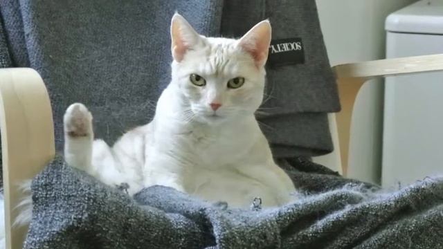 Groovy Cat смотреть онлайн