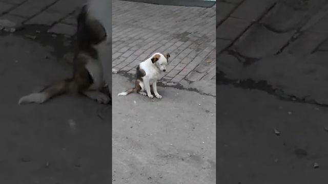 Бездомная собака