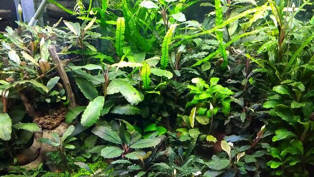 #Bucephalandra#Aquarium#Tank Буцефаландры в аквариуме!!!!Релакс!!!!