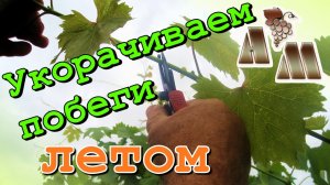 ? Летняя чеканка (укорачивание) побегов винограда