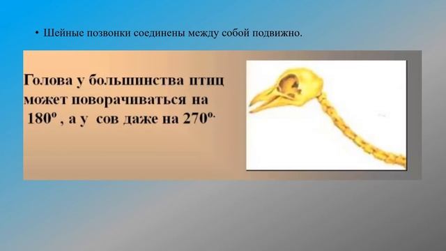 Особенности скелета птиц биология 8 кл смотреть онлайн