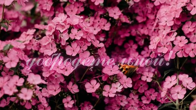 Все цветы мира! Для самой дорогой... смотреть онлайн