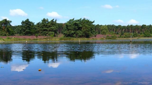 4K De Teut Zonhoven Belgium - Heather (Calluna vulgaris) Flowers - Filmed by Traven Luc смотреть онлайн