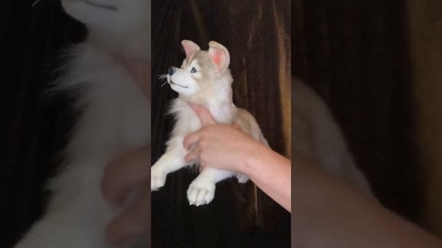 Щенок хаски смотреть онлайн