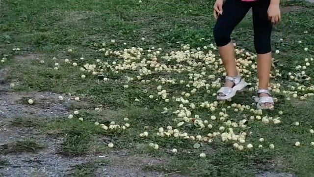 Яблоки ранетки смотреть онлайн