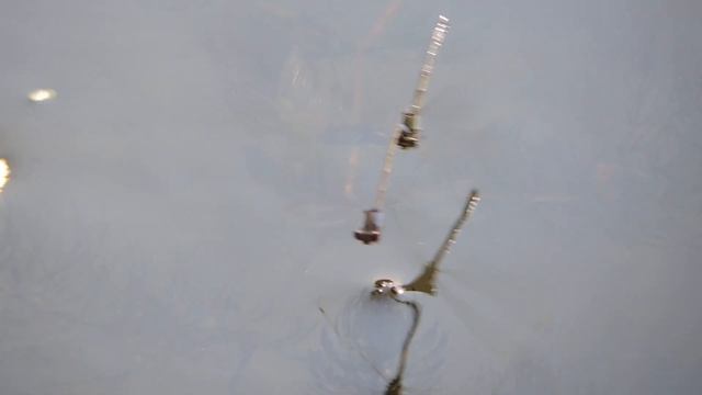 Красноглазка-зеленушка смотреть онлайн