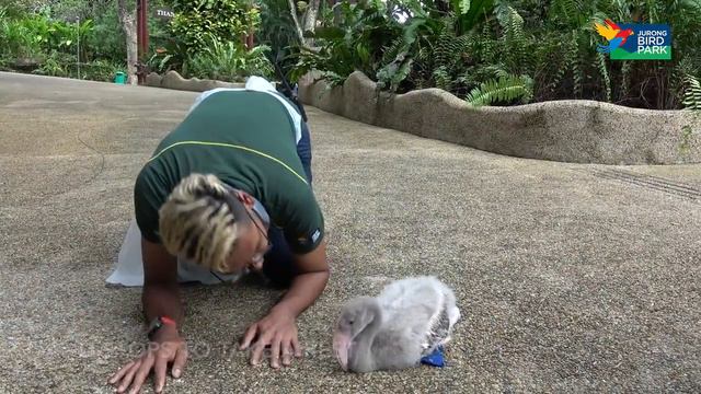 Маленький фламинго в голубых ботинках прогулялся по парку смотреть онлайн