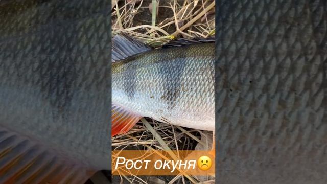 Как растет окунь #short #shorts #fishing #shortvideo #окунь #рыбалка смотреть онлайн
