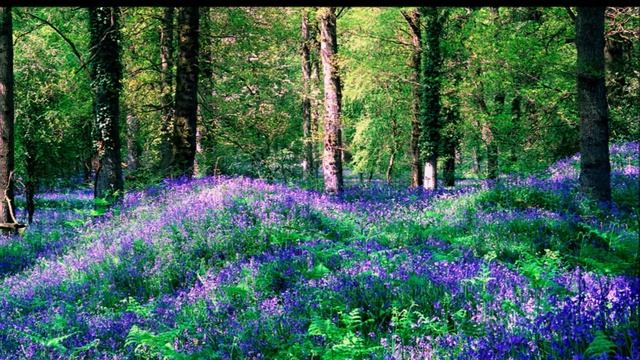 KLARINETOVÁ KOUZLA polka Rudolf Matys upravil Vítězslav Dědina z archivu Míli Schovánka смотреть онлайн