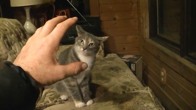 СМЕШНОЕ ВИДЕО ПРО КОШКУ) смотреть онлайн