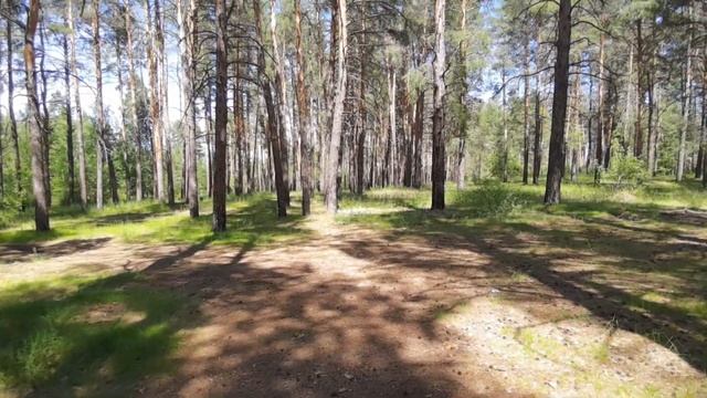 Свернул с трассы в лес, а там ... смотреть онлайн