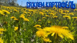 Посадка картофеля.