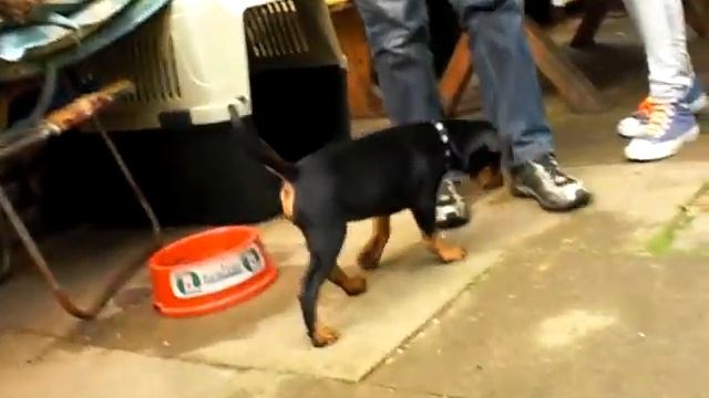 Немецкий пинчер Goron / Deutscher Pinscher Goron with brothers смотреть онлайн