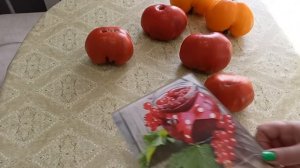 Дегустация сорта томата Рубиновый сюрприз.Семена можно получить в подарок.24.08.2022