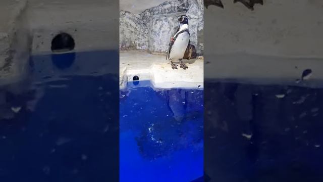 Пингвины и тюлень смотреть онлайн