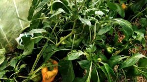 Поспели  дыни в саду у тети Лены. Первая дыня Дакаро.