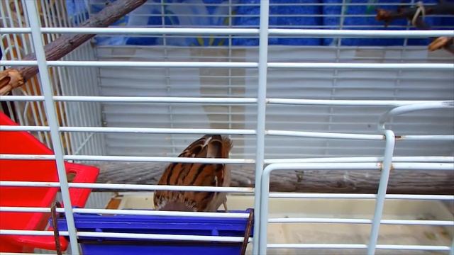 Просто воробей Тоша гуляет на улице и поет песенки. Охраняю воробья. смотреть онлайн