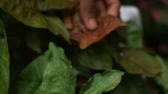 Fast Growing Indoor Plant, Syngonium/Arrow Head Plant Collections Care And Propagation In Malayalam смотреть онлайн