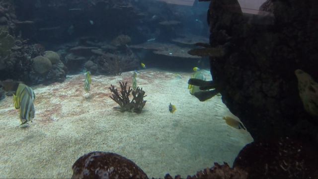 Burgers Zoo/Народный зоопарк: Arnhem Nederland/Нидерла́нды, Голла́ндия