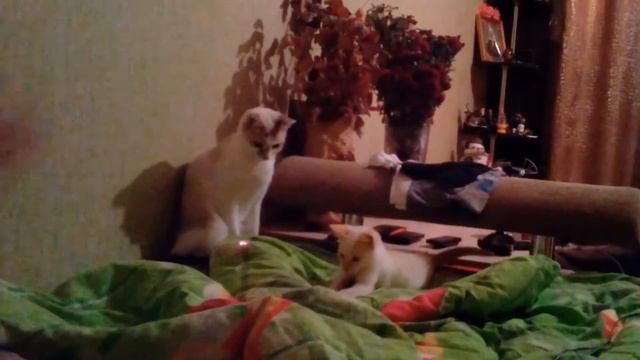 Реакция кошки на котёнка смотреть онлайн