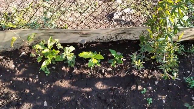 Пассифлора на улице Юго-Восток Татарстана смотреть онлайн