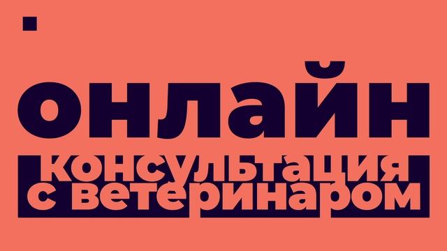 Rooli мобильное приложение для животны смотреть онлайн
