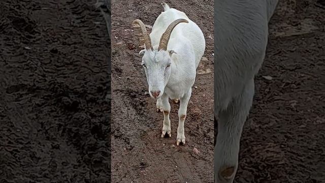 Коза - помесь русской породы с породой ламанча. смотреть онлайн