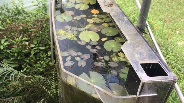 GUPPIES, ENDLERS, LIVEBEARERS... *OH MY!* - Guppy Fish Farm Tour