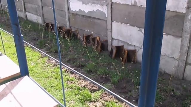 Как очистить рамки от старого меда Весенние работы на пасеке смотреть онлайн