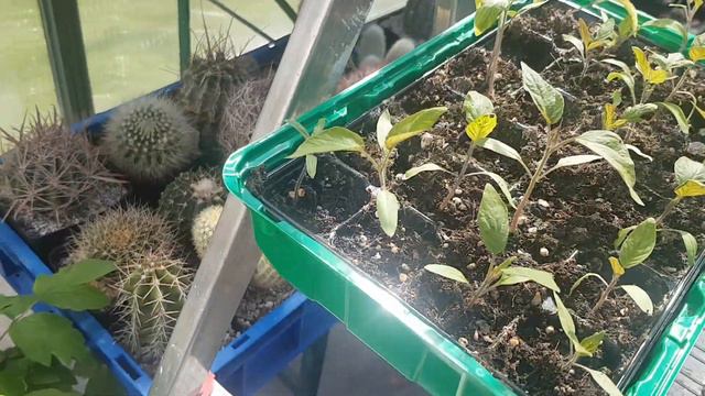 2020.57.Кактусы цветут #Мои эпифиллумы#Epiphyllum#Cacteen#StayHome# смотреть онлайн